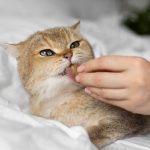 CATNIP TOYS: BALANCING FUN AND SAFETY