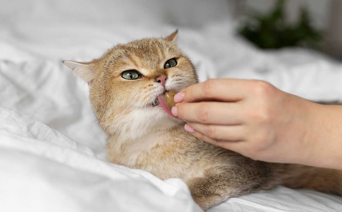 CATNIP TOYS: BALANCING FUN AND SAFETY