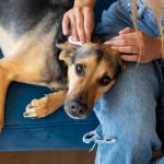 THE PROFOUND IMPACT OF PROVIDING A TEMPORARY HOME FOR RESCUED PETS