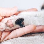 TAKING A STAND AGAINST FELINE TOE AMPUTATION OR DECLAWING