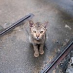 THE ETHICAL COMMITMENT OF FOSTERING PETS: BEYOND RESCUE TO FINDING FOREVER HOMES