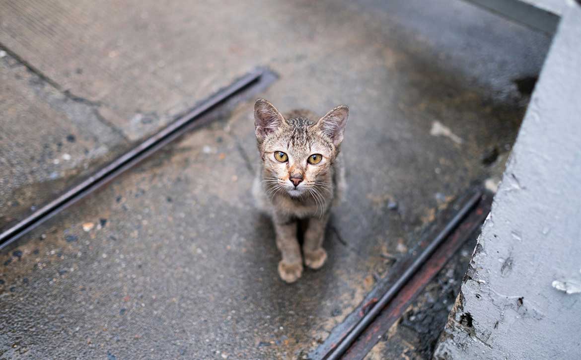 THE ETHICAL COMMITMENT OF FOSTERING PETS: BEYOND RESCUE TO FINDING FOREVER HOMES