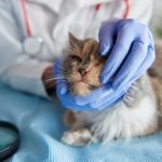 COMPREHENSIVE GUIDE: UNDERSTANDING RINGWORMS IN CATS