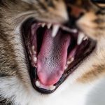 UNLOCKING THE SECRET TO STRONG BONES AND TEETH IN PUPPIES AND KITTENS