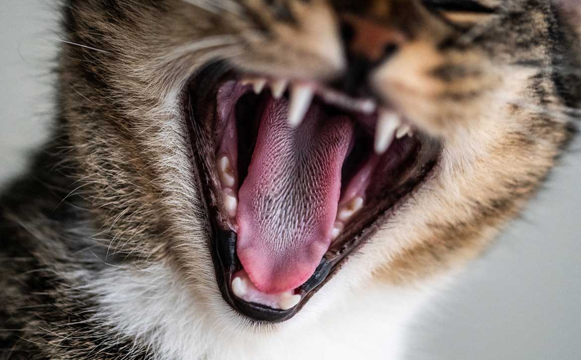 UNLOCKING THE SECRET TO STRONG BONES AND TEETH IN PUPPIES AND KITTENS