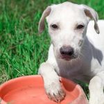 THE VITALITY OF WATER FOR STRAY PETS IN SUMMER