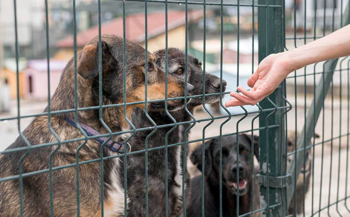 STREET LIFE VS. SHELTER LIFE: THE SURPRISING REALITY FOR PETS