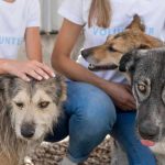 FOLLOWING UP ON PET RESCUERS COMMITMENTS BEYOND FUNDRAISING
