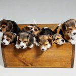 THE OVERPOPULATION PREDICAMENT