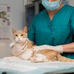 CHOOSING THE PERFECT VET FOR YOUR PET