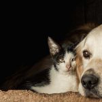 KEY DIFFERENCES BETWEEN DOGS AND CATS FOR ADOPTION