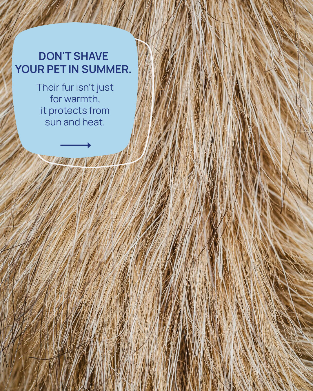 dont-shave-pet-fur-(2)
