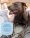 dont shave pet fur (3)