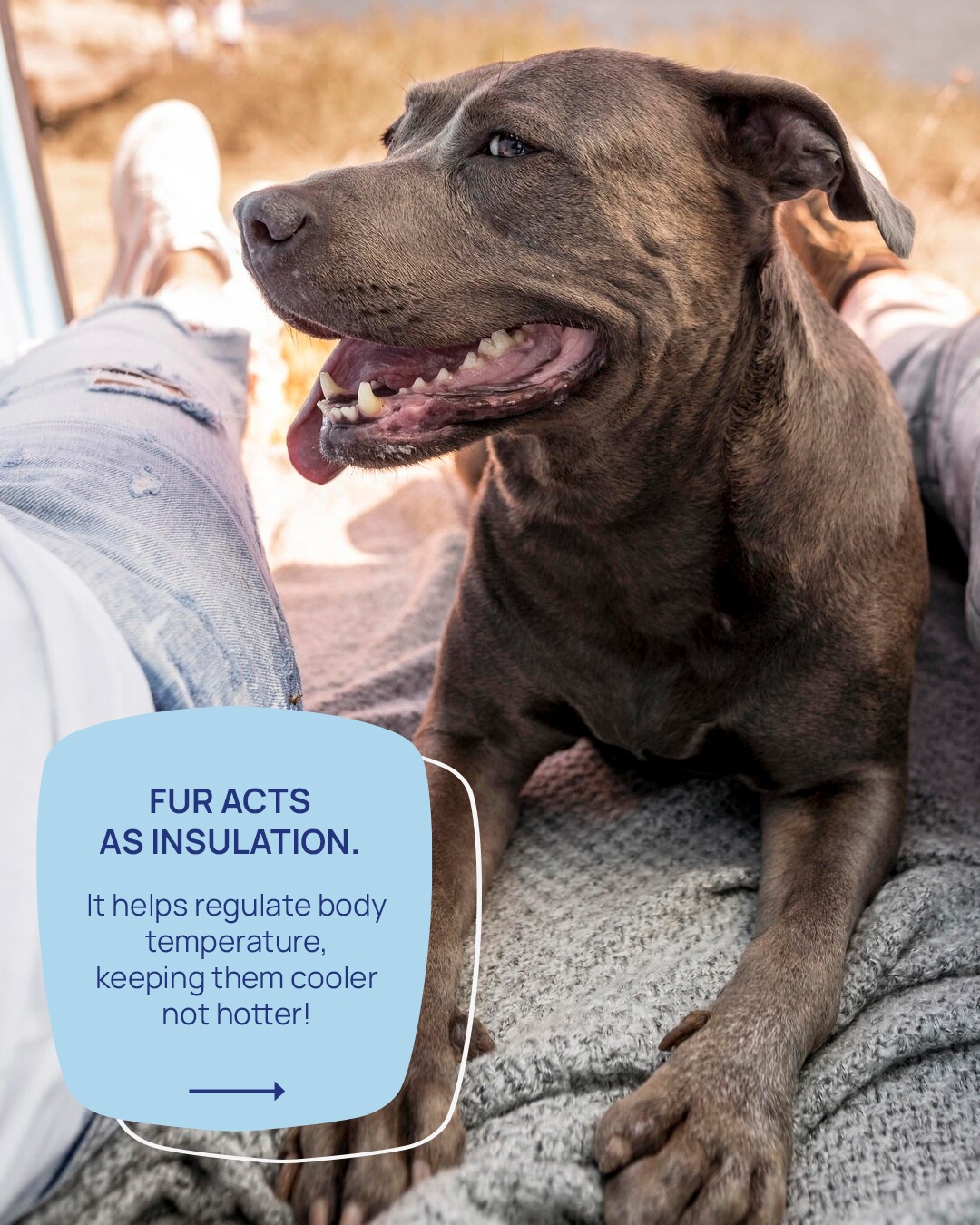 dont shave pet fur (3)