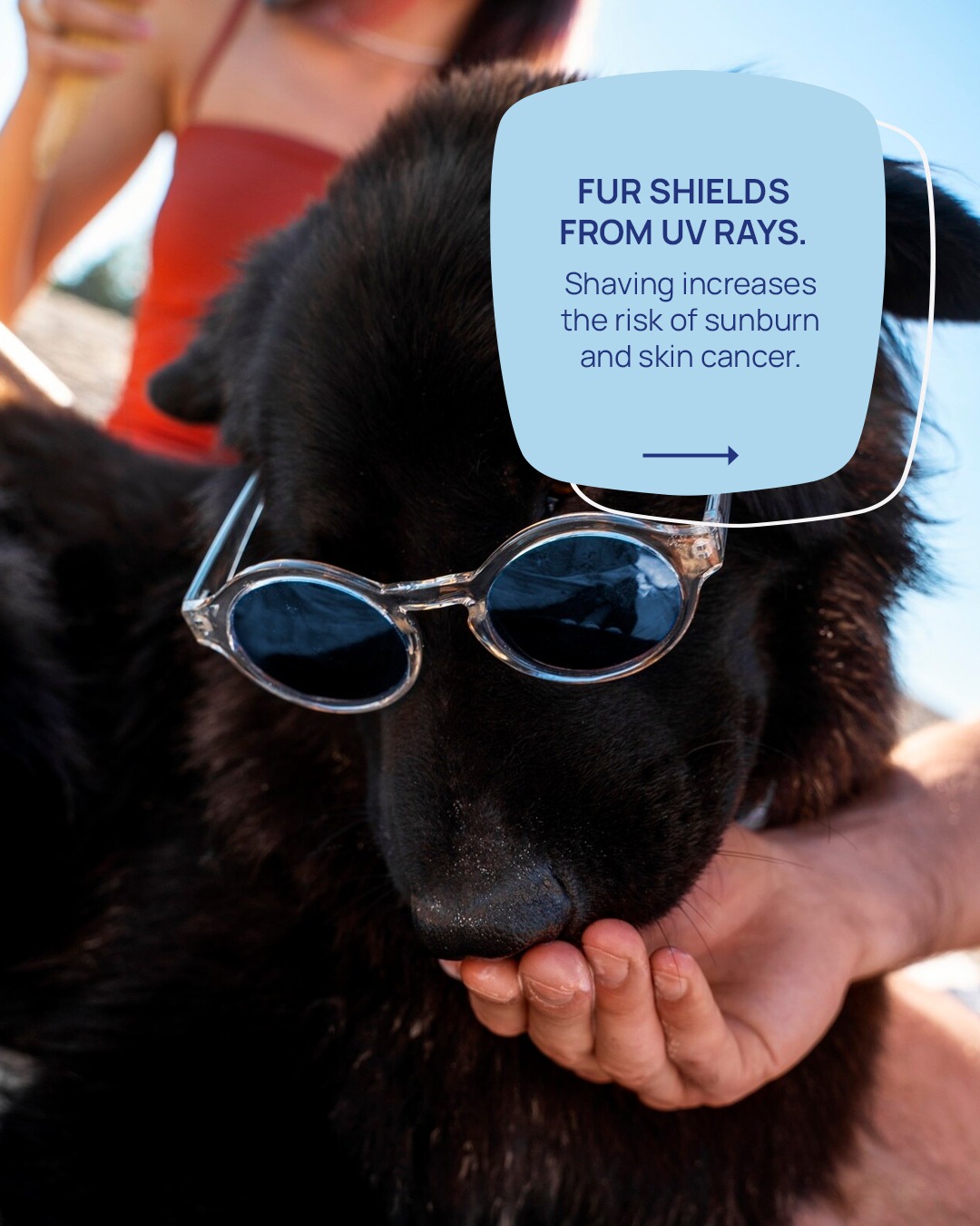 dont shave pet fur (4)