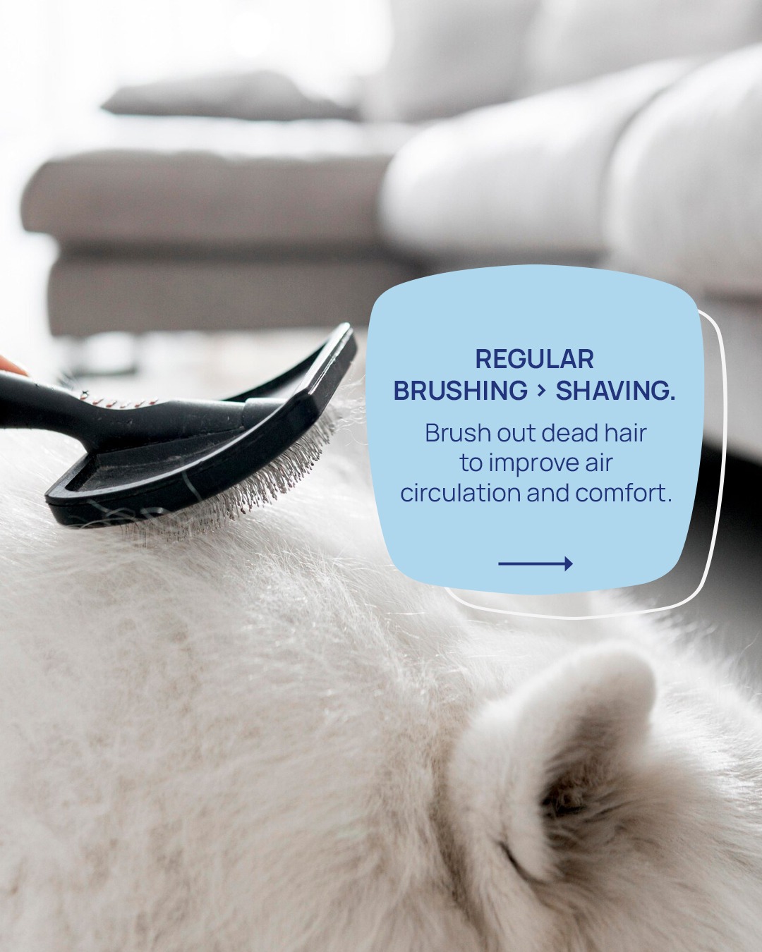 dont shave pet fur (5)