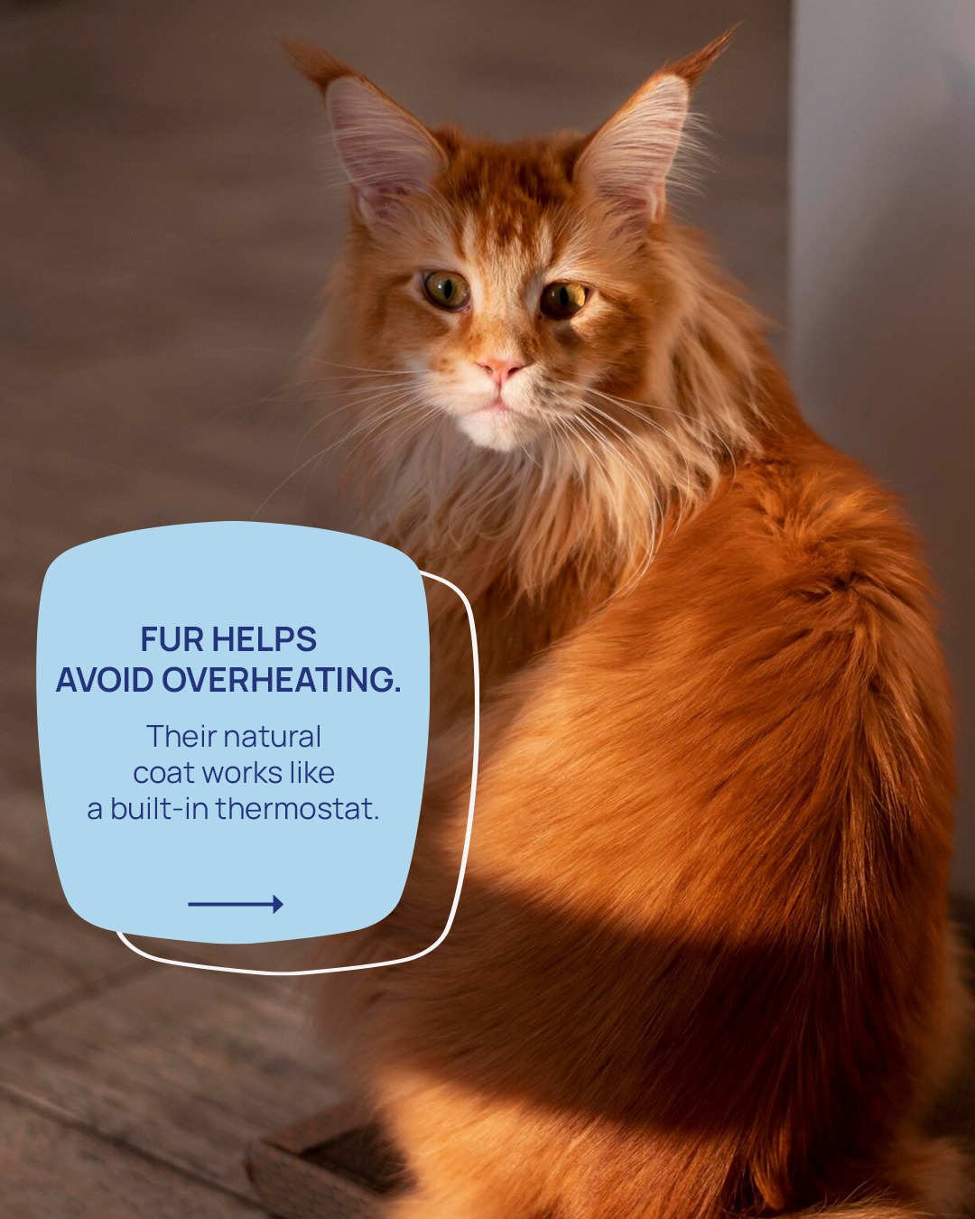 dont shave pet fur (6)