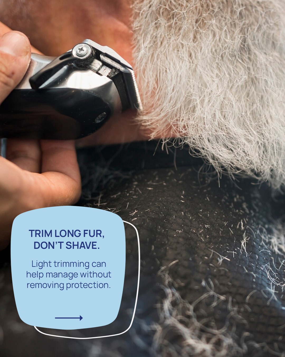 dont shave pet fur (7)