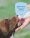 walk-dogs-summer (5)
