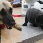 final vaccines for penny and Bagheera in beirut