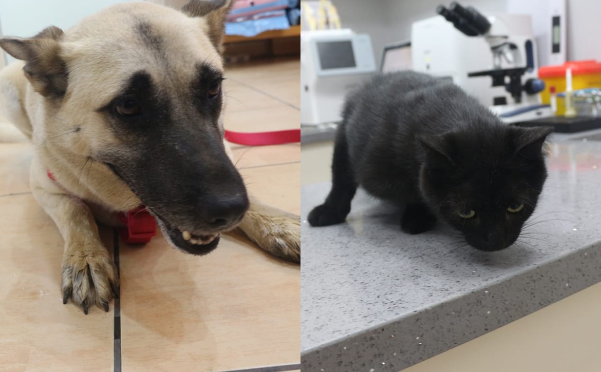 final vaccines for penny and Bagheera in beirut