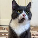 tom to join our program