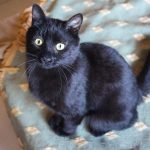 bagheera to paris