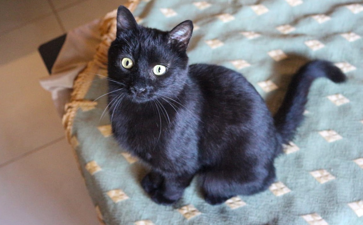 bagheera to paris