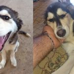 jade adopted