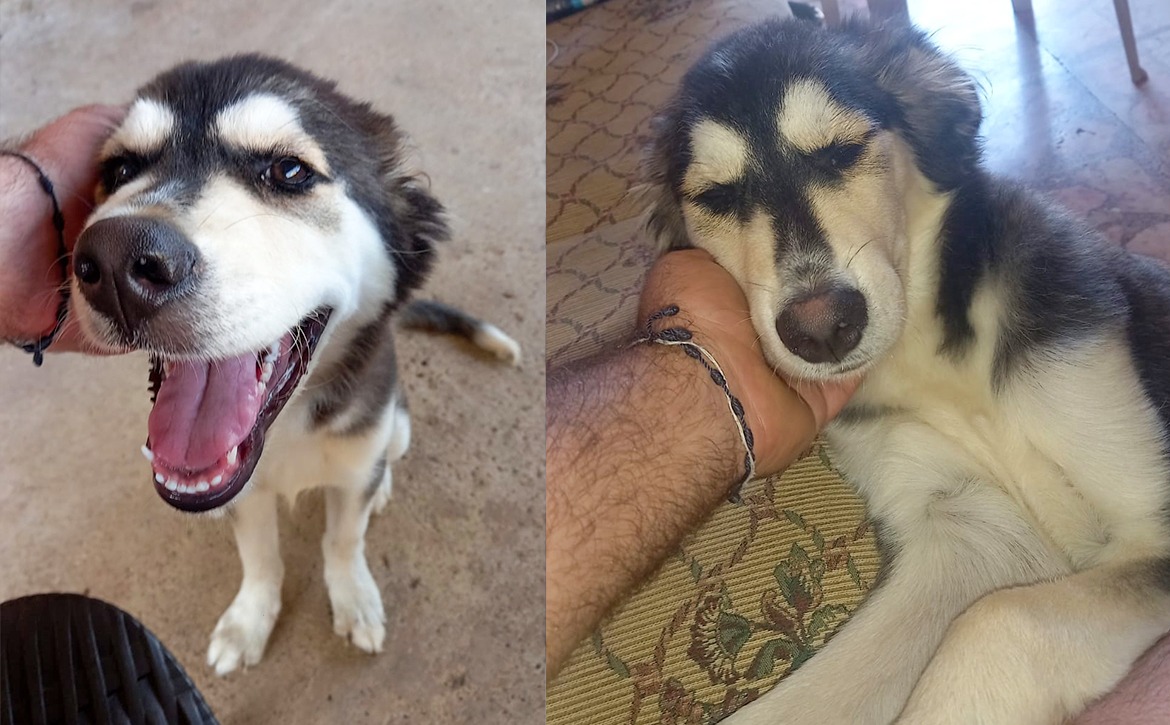 jade adopted