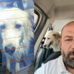 luna the stray yearly vaccine 2025