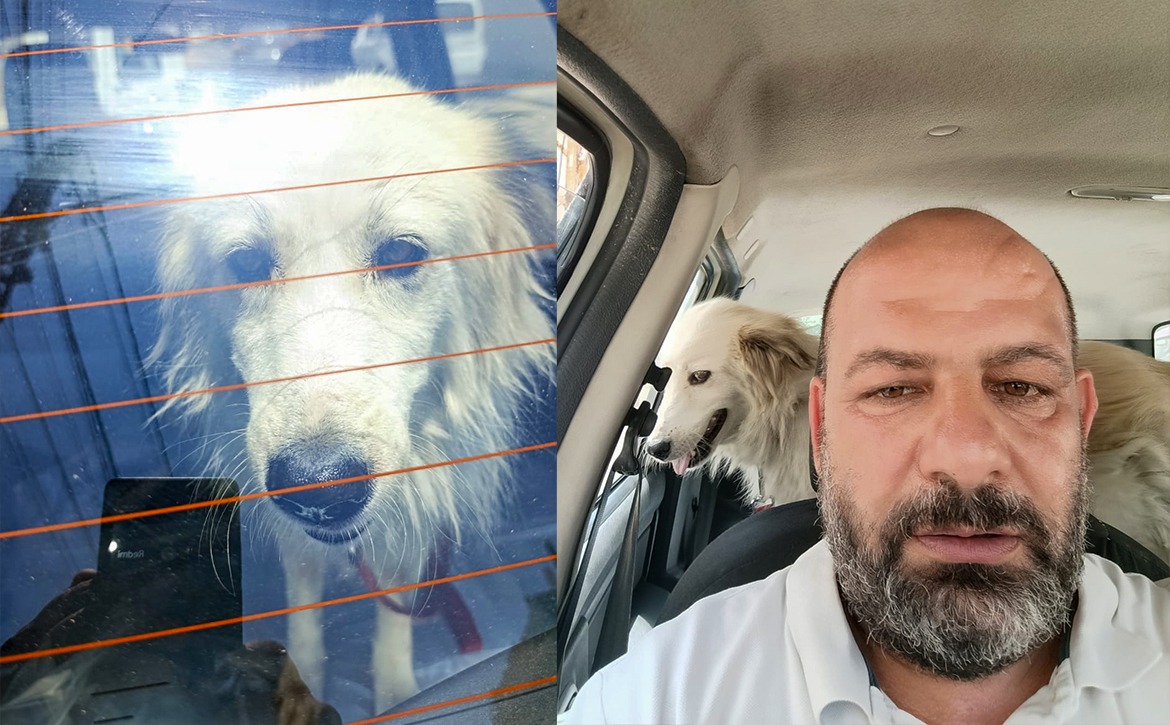 luna the stray yearly vaccine 2025