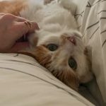 shelter vs foster for cats