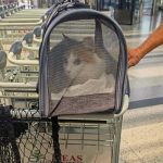 simba off to paris