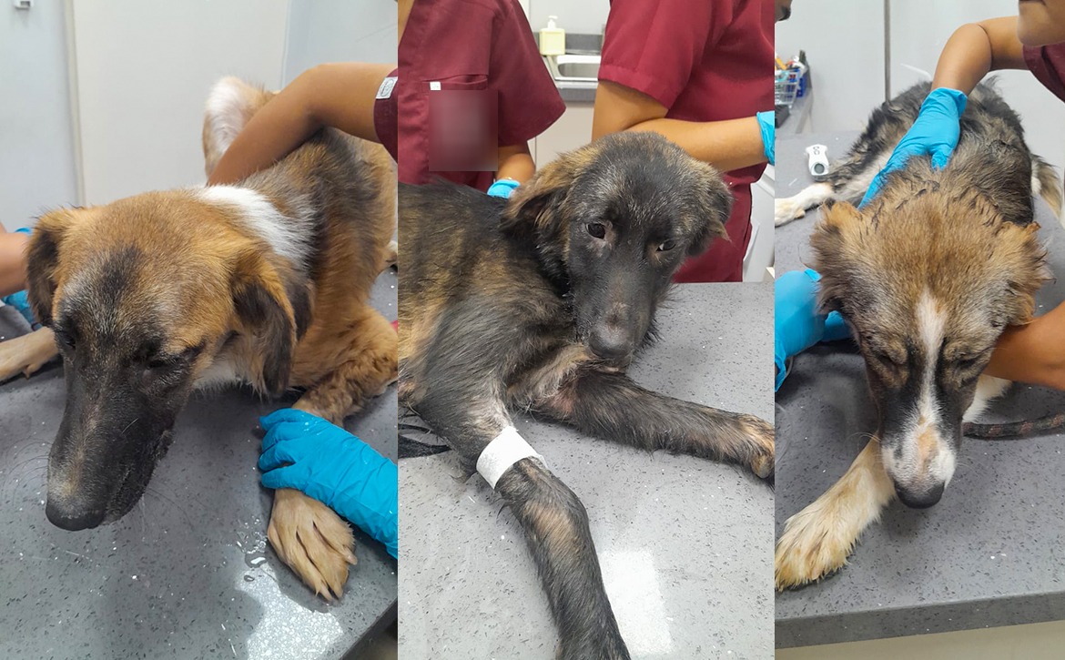 three brave sisters blood again