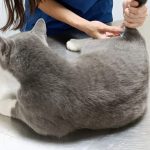 tom crp vaccine