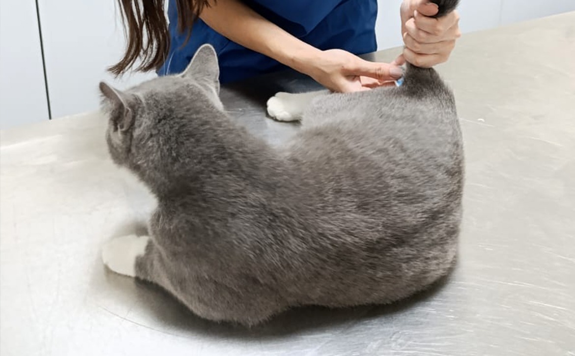 tom crp vaccine