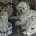 bichon chekka dumped oct25