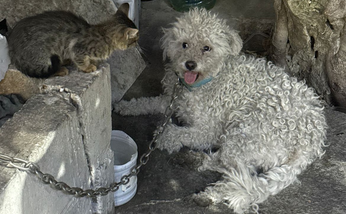bichon chekka dumped oct25