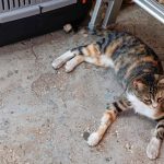 cat tnr oct 25 chekka