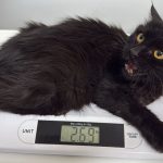 elvis first checkup