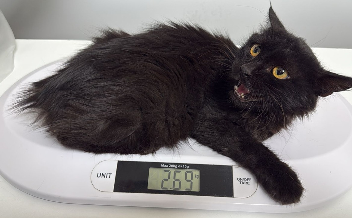 elvis first checkup