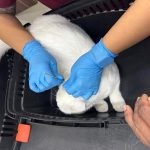 kate ears treatment