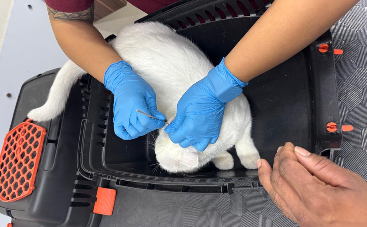 kate ears treatment