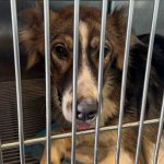 molly spayed