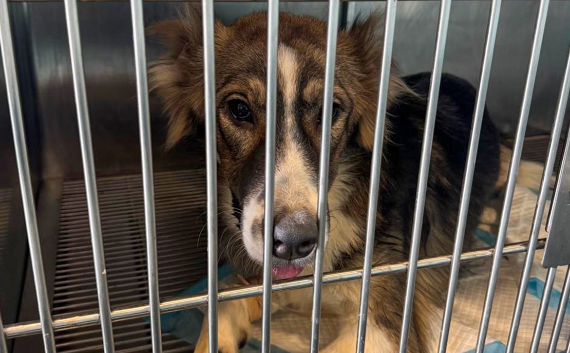 molly spayed