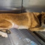 mya spayed