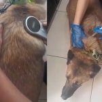 stella yearly vaccine 2025