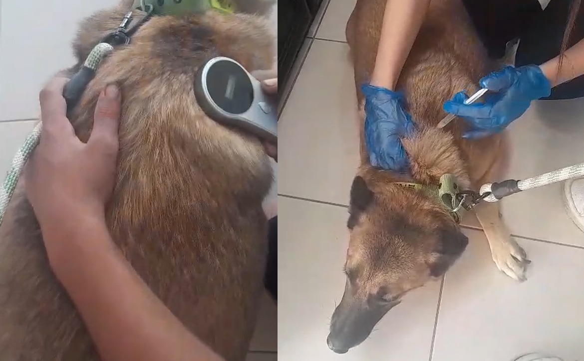 stella yearly vaccine 2025