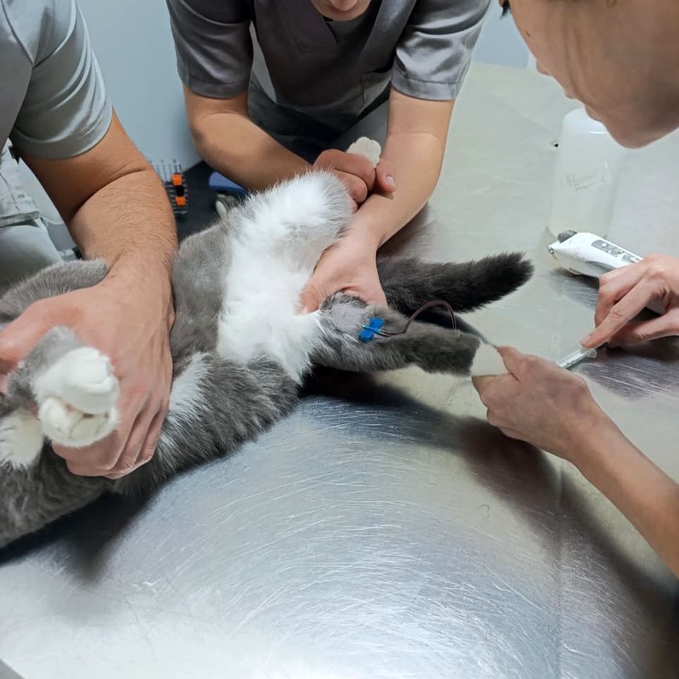 tom fiv test (1)